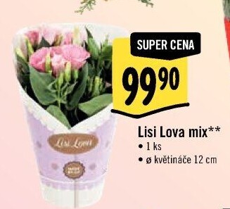 Eustoma - Jícnovka - Lisianthus