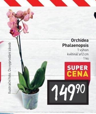 Orchidea Phalaenopsis