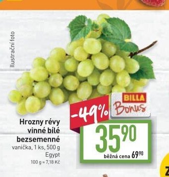 Hrozny révy vinné bílé bezsemenné