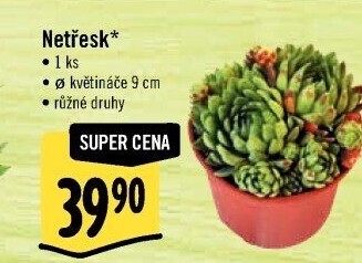 Sempervivum - netřesk