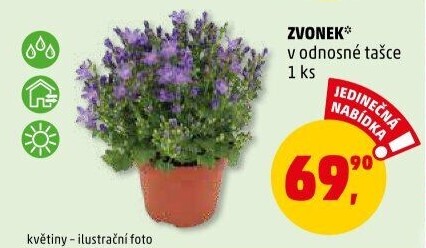 Campanula - Zvonek