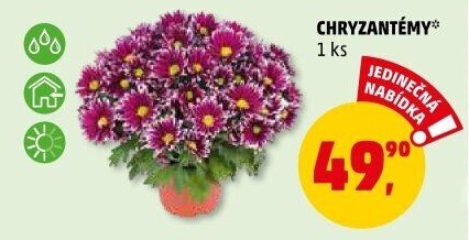 Chrysanthemum - Chryzantéma