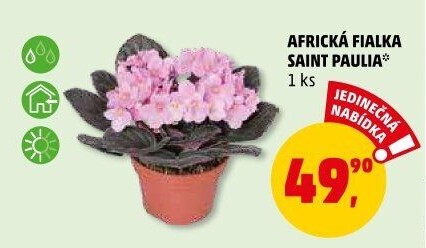 Fialka -Saintpaulia