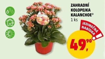 Kalanchoe - Kolopejka