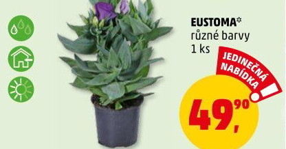 Eustoma - Jícnovka - Lisianthus