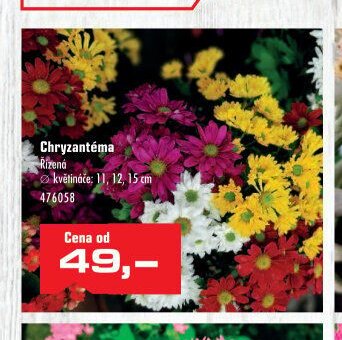 Chryzantéma - UNI HOBBY akcniletaky.com