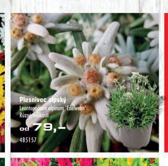 Plesnivec alpský - UNI HOBBY akcniletaky.com