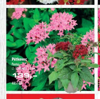 Pětikovec - UNI HOBBY akcniletaky.com