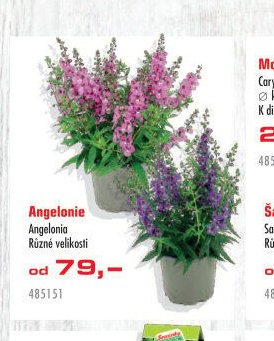Angelonie - UNI HOBBY akcniletaky.com