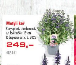 Motýlí keř - UNI HOBBY akcniletaky.com