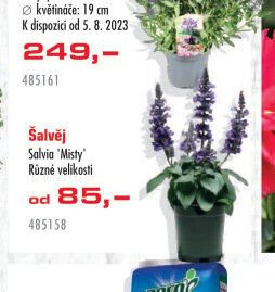 Šalvěj - UNI HOBBY akcniletaky.com