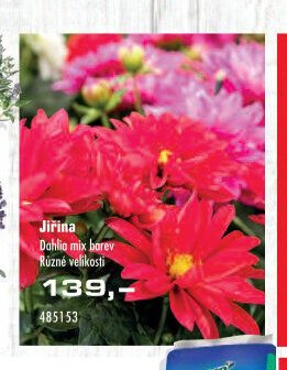Jiřina - UNI HOBBY akcniletaky.com