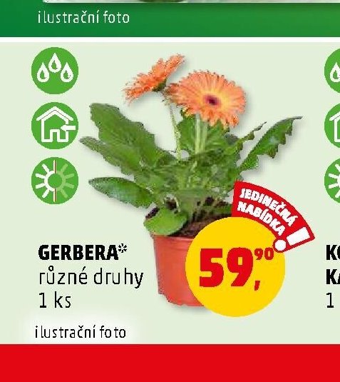 GERBERA různé druhy 1 ks