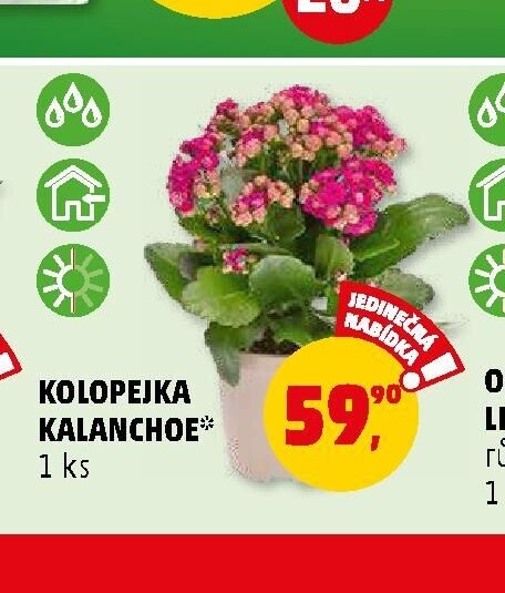 KOLOPEJKA KALANCHOE 1 ks
