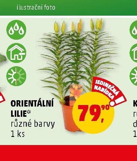 ORIENTÁLNÍ LILIE různé barvy 1 ks