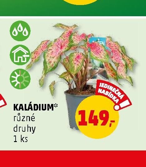 KALÁDIUM různé druhy 1 ks