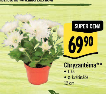 Chrysanthemum - Chryzantéma