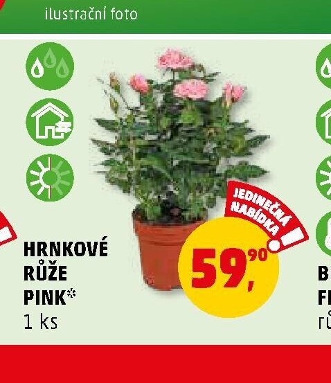 HRNKOVÉ RŮŽE PINK