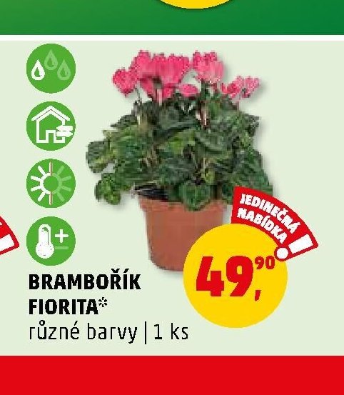 BRAMBOŘÍK FIORITA