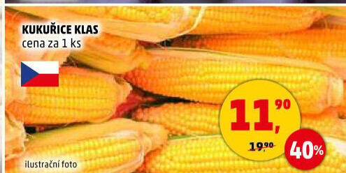 Kukuřice klas