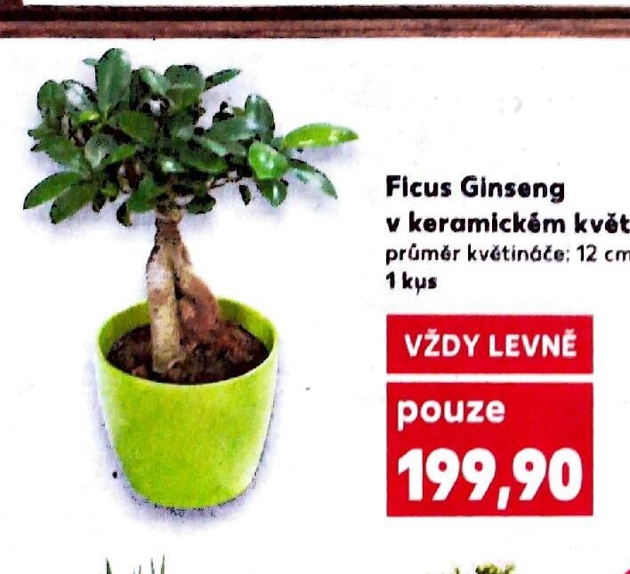 Ficus Ginseng v keramickém květináči