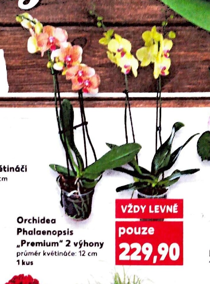 Orchidea Phalaenopsis Premium