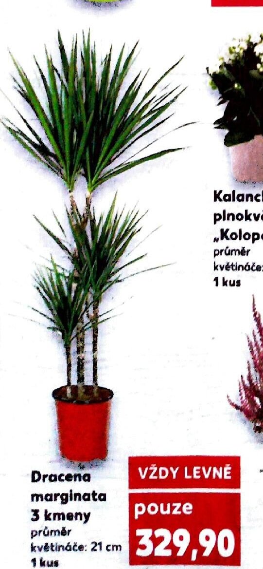 Dracena marginata