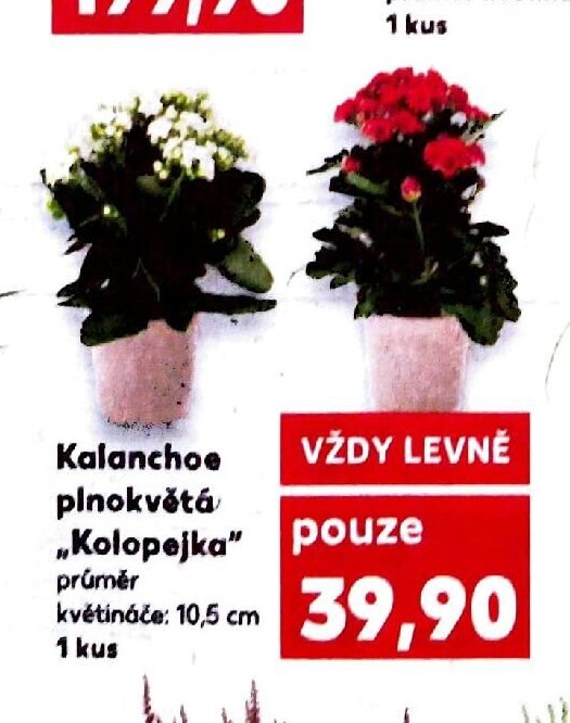 Kalanchoe plnokvětá Kolopejka