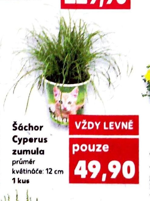 Šáchor Cyperus zumula