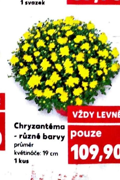 Chryzantéma různé barvy