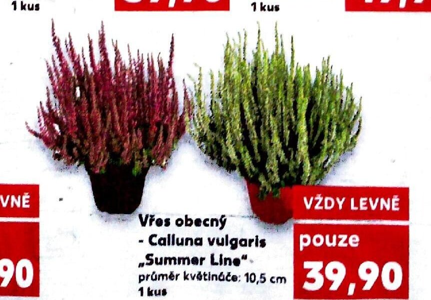 Vřes obecný Calluna vulgaris Summer Line