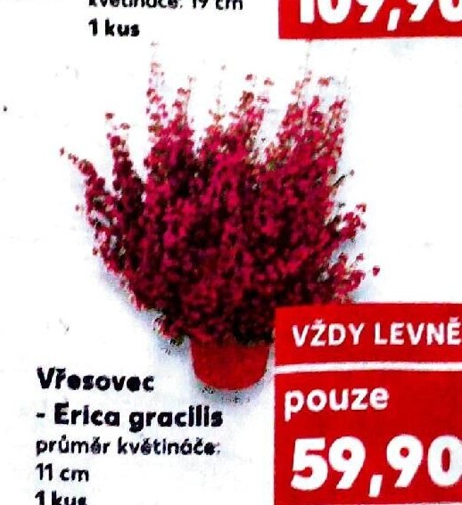 Vřesovec Erica gracilis