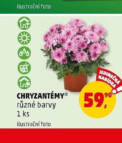 CHRYZANTÉMY různé barvy