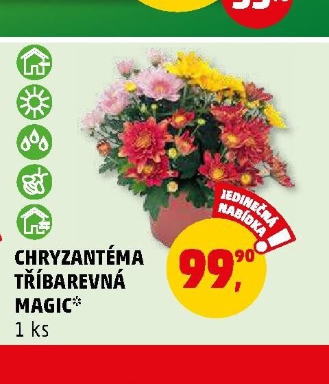 CHRYZANTÉMA TŘÍBAREVNÁ MAGIC