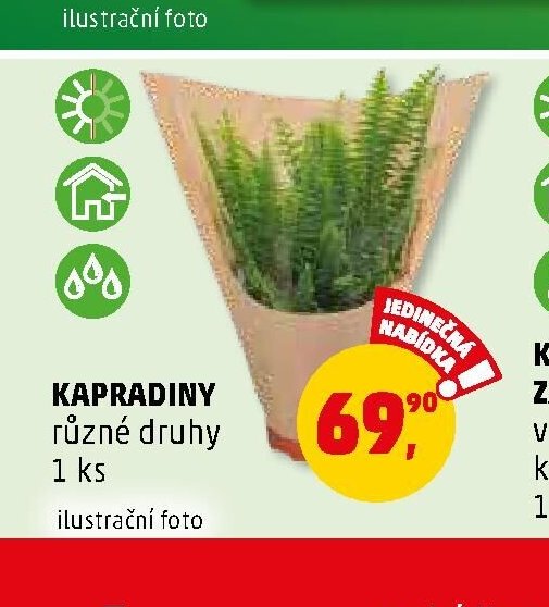KAPRADINY různé druhy