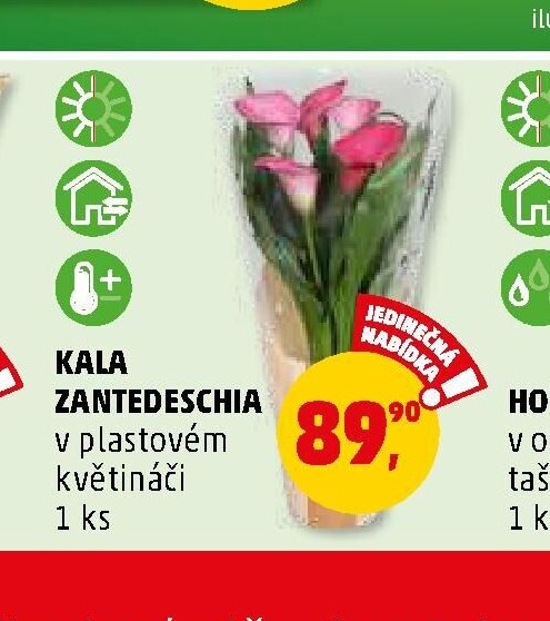 KALA ZANTEDESCHIA v plastovém květináči