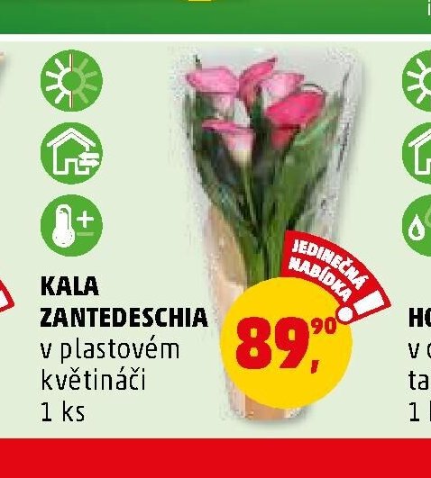 KALA ZANTEDESCHIA