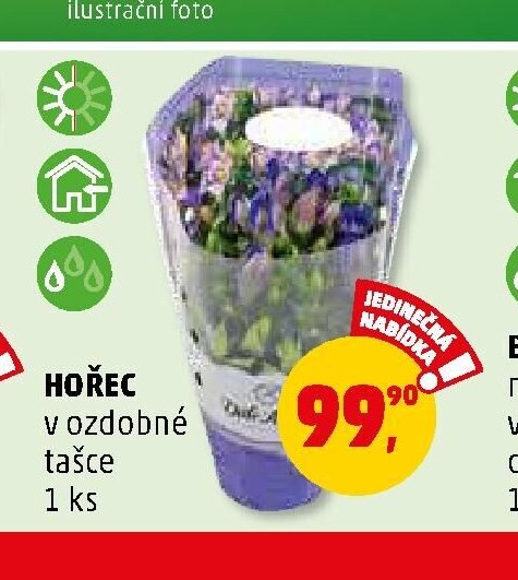 HOŘEC