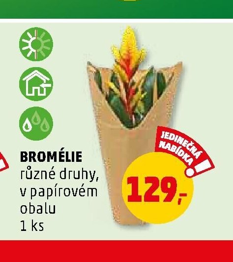 BROMÉLIE