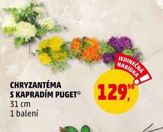 Chryzantéma s kapradím puget 31 cm 1 balení
