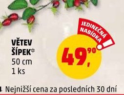 Větev šípek 50 cm 1 ks