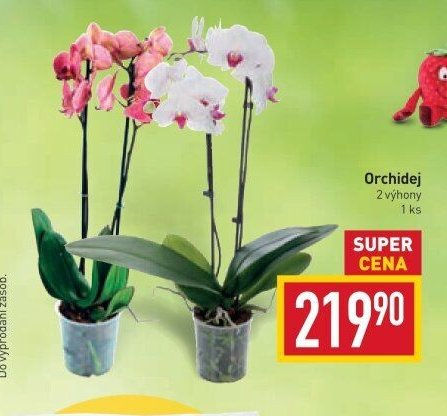 Orchidej