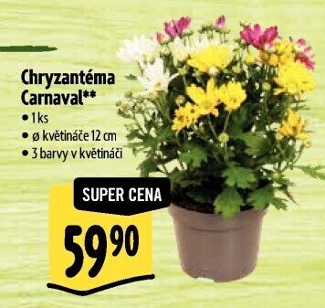 Chrysanthemum - Chryzantéma