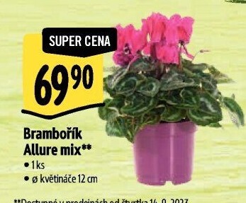 Cyclamen - Brambořík