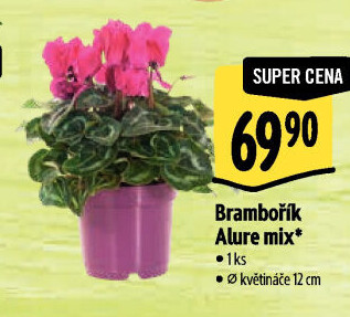 Cyclamen - Brambořík