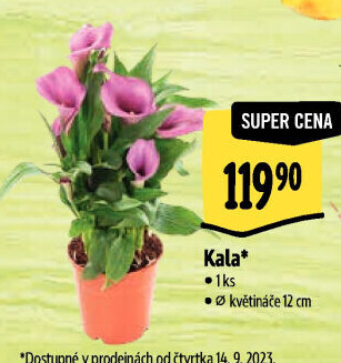 Kala - Calla