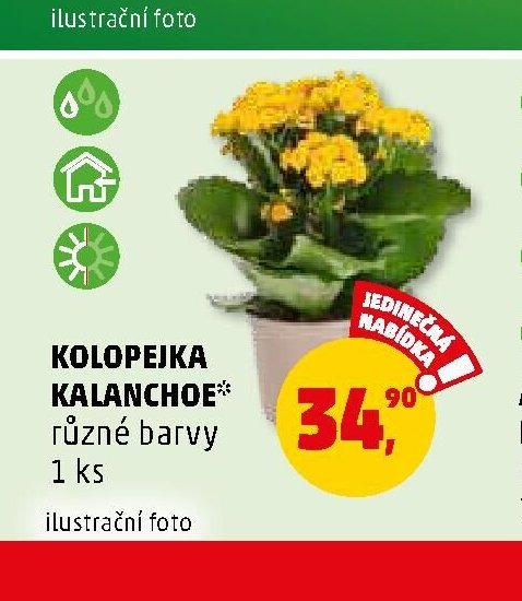 Kolopejka Kalanchoe