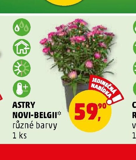 Astry Novi-Belgii