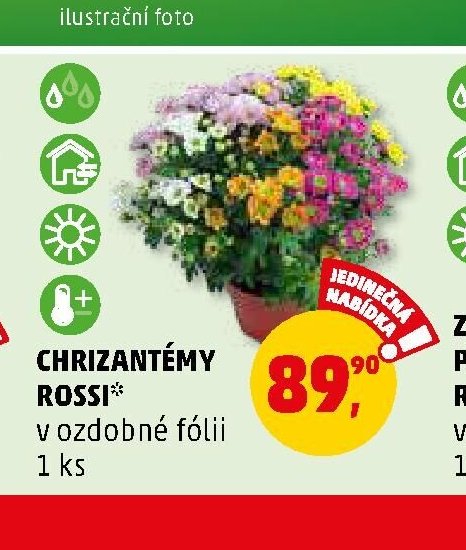 Chrizantémy Rossi