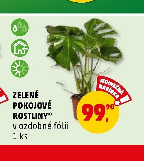 Zelené pokojové rostliny